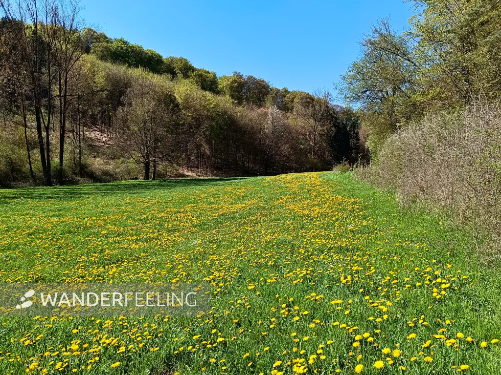 202604220-11 - Wiesental mit Löwenzahn bei Urfey, Eifel, Nordrhein-Westfalen, Deutschland