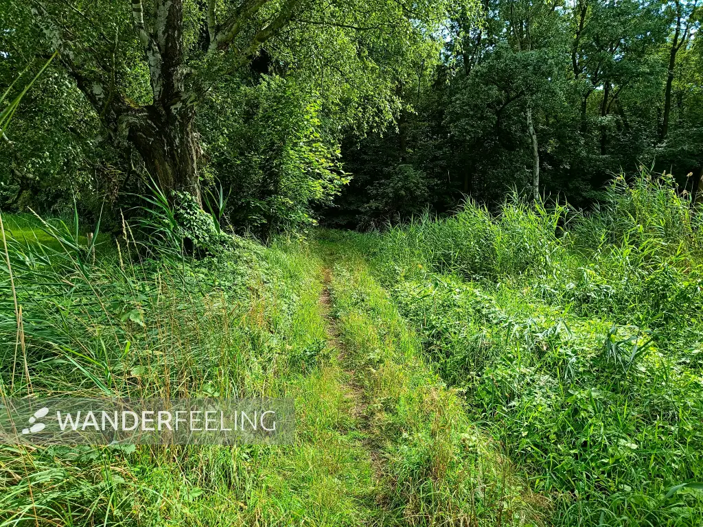 202507300-06 - Wiesenweg am Entenfang, Potsdam, Brandenburg, Deutschland
