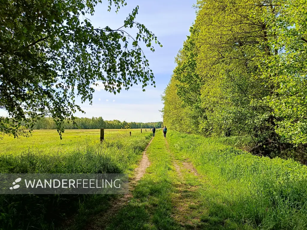 202505080-01 - Wiesenweg bei Treuenbrietzen, Fläming, Brandenburg, Deutschland