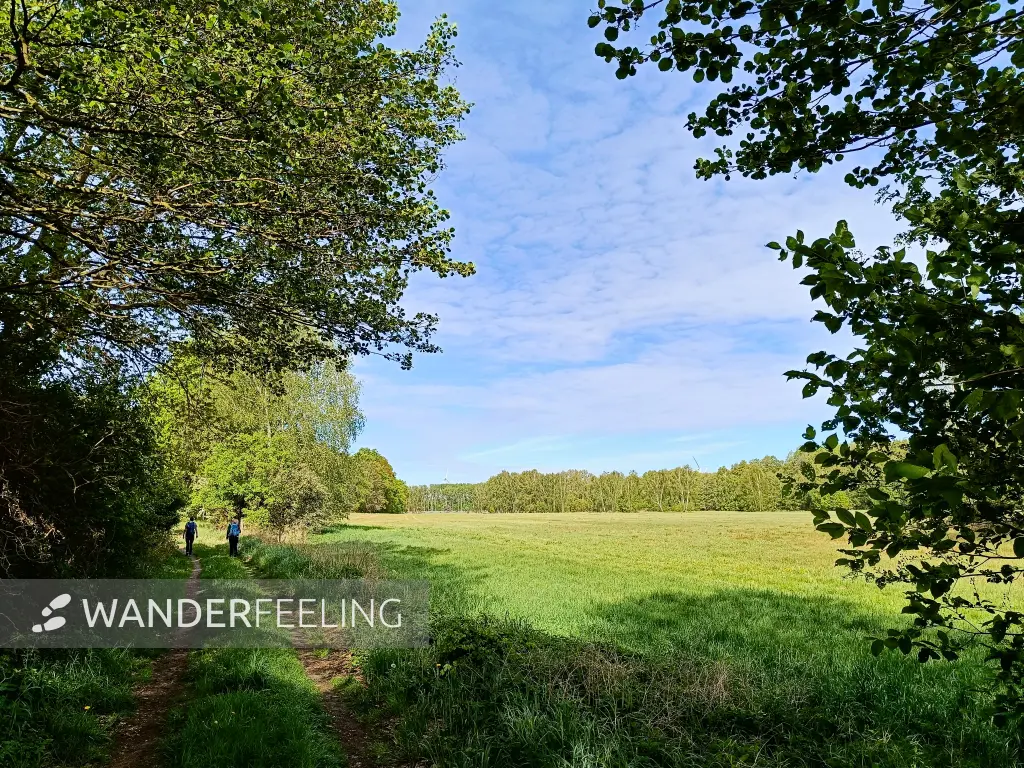 202505080-03 - Wiesenweg bei Treuenbrietzen, Fläming, Brandenburg, Deutschland
