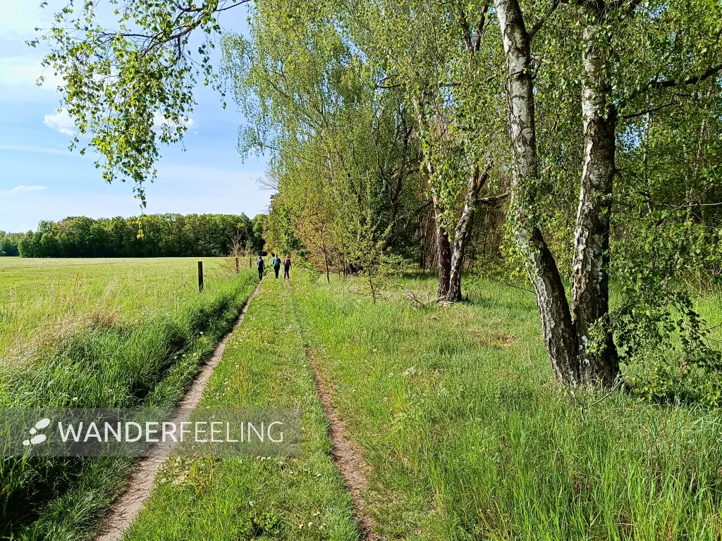 202505080-05 - Wiesenweg bei Treuenbrietzen, Fläming, Brandenburg, Deutschland