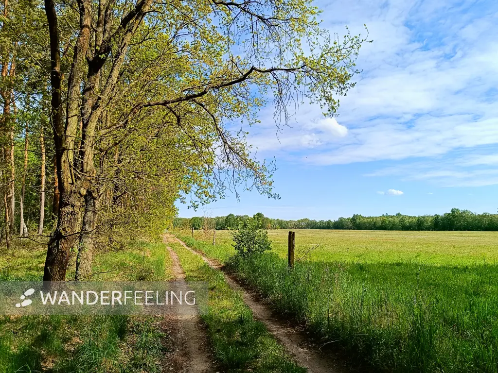 202505080-06 - Wiesenweg bei Treuenbrietzen, Fläming, Brandenburg, Deutschland