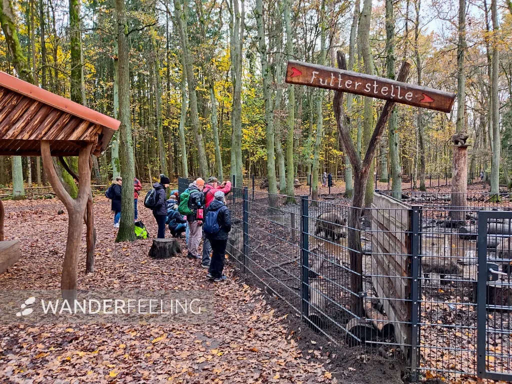 202311180-32 - Wildgehege im Spandauer Forst, Berlin, Deutschland
