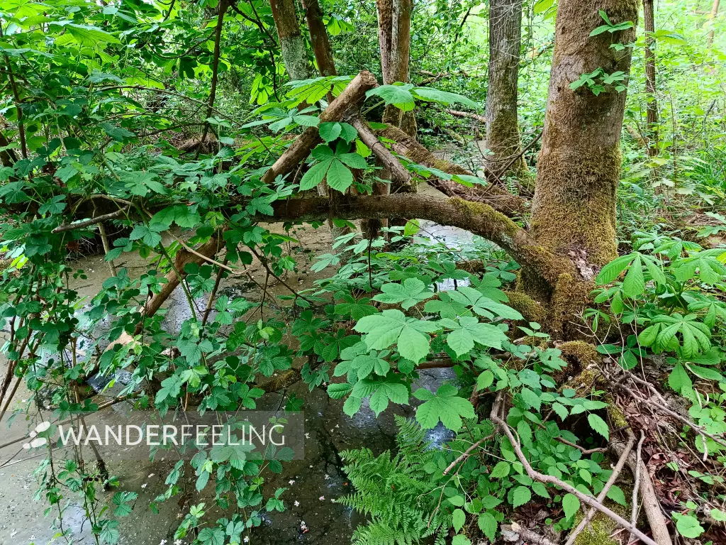 202505080-37 - Wildnis im NSG Zarth bei Treuenbrietzen, Fläming, Brandenburg, Deutschland