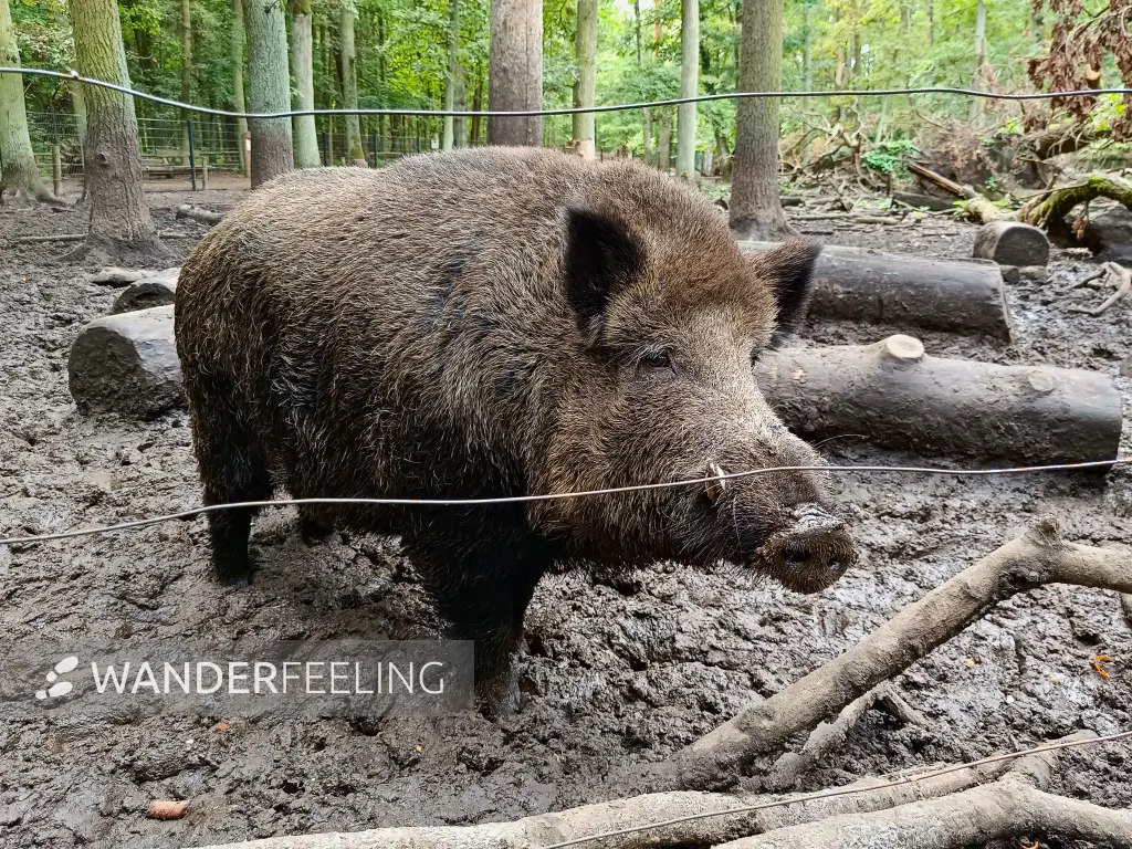 202508300-34 - Wildschwein im Wildgehege Spandauer Forst, Berlin, Deutschland