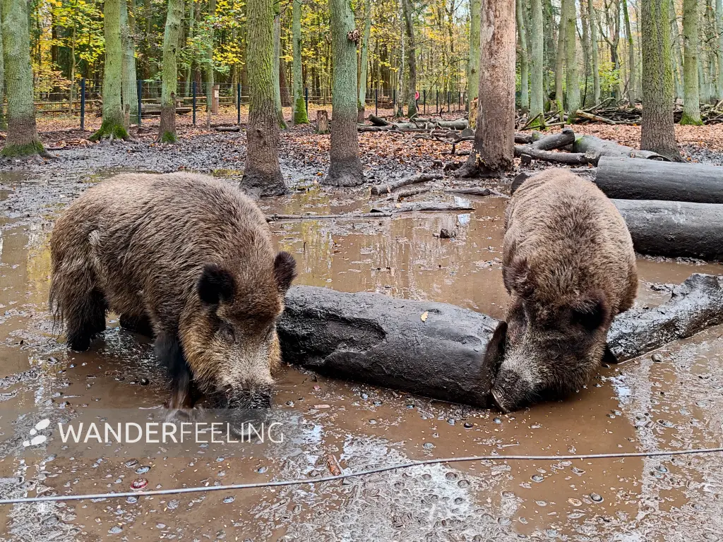 202311180-29 - Wildschweine im Wildgehege im Spandauer Forst, Berlin, Deutschland