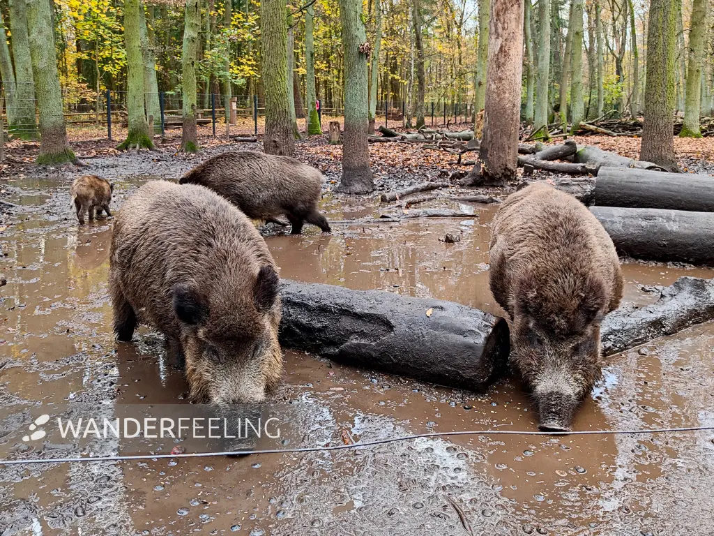 202311180-30 - Wildschweine im Wildgehege im Spandauer Forst, Berlin, Deutschland