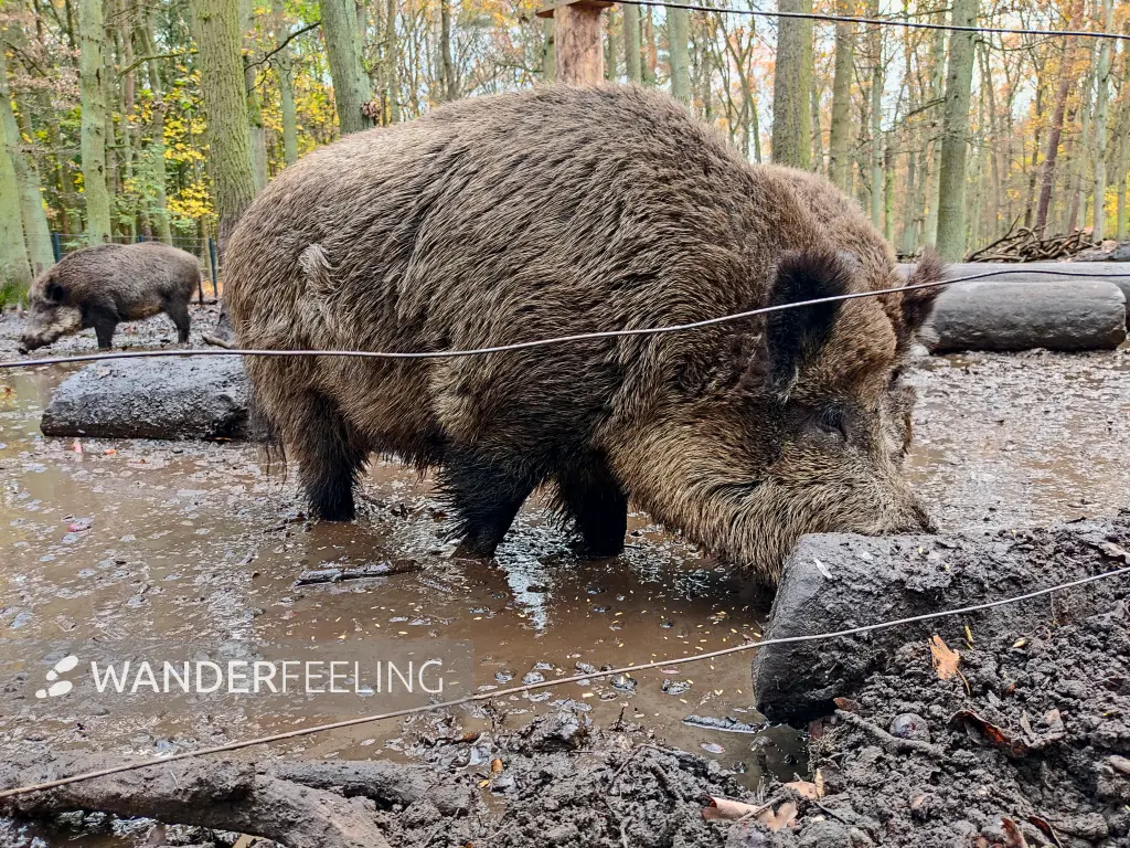 202311180-31 - Wildschweine im Wildgehege im Spandauer Forst, Berlin, Deutschland