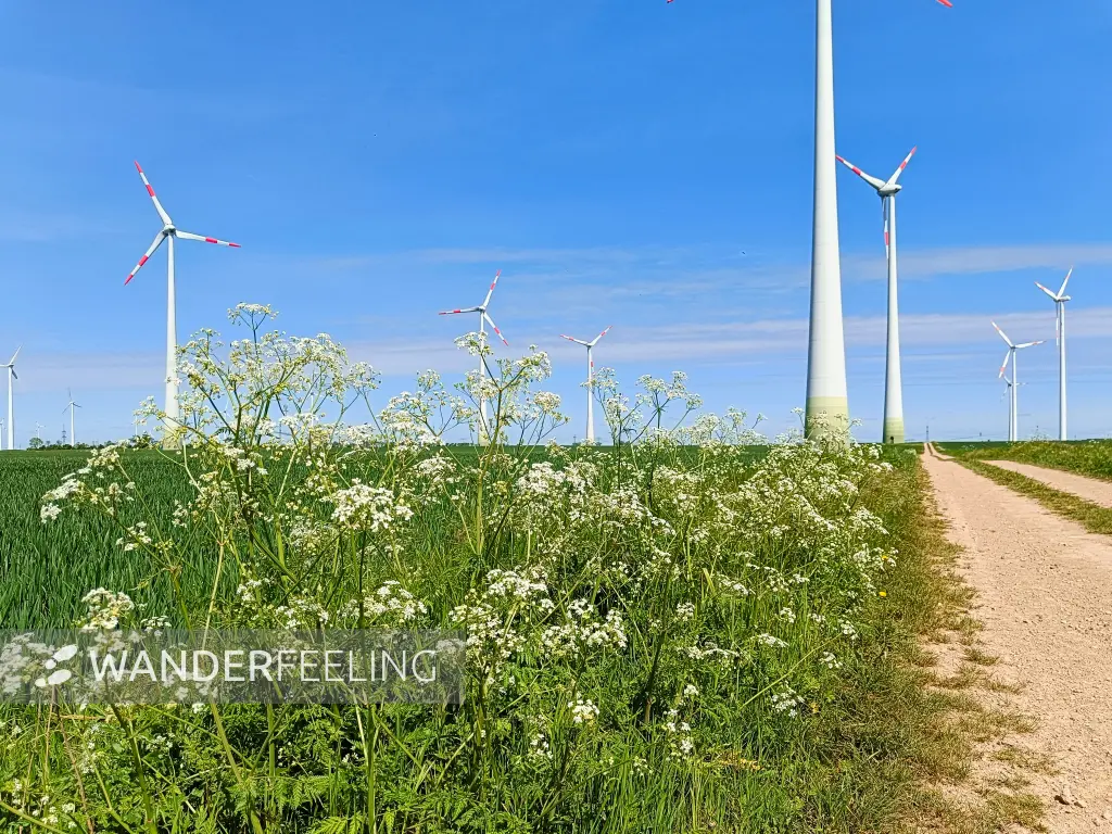 202505030-29 - Windräder bei Markee, Havelland, Brandenburg, Deutschland