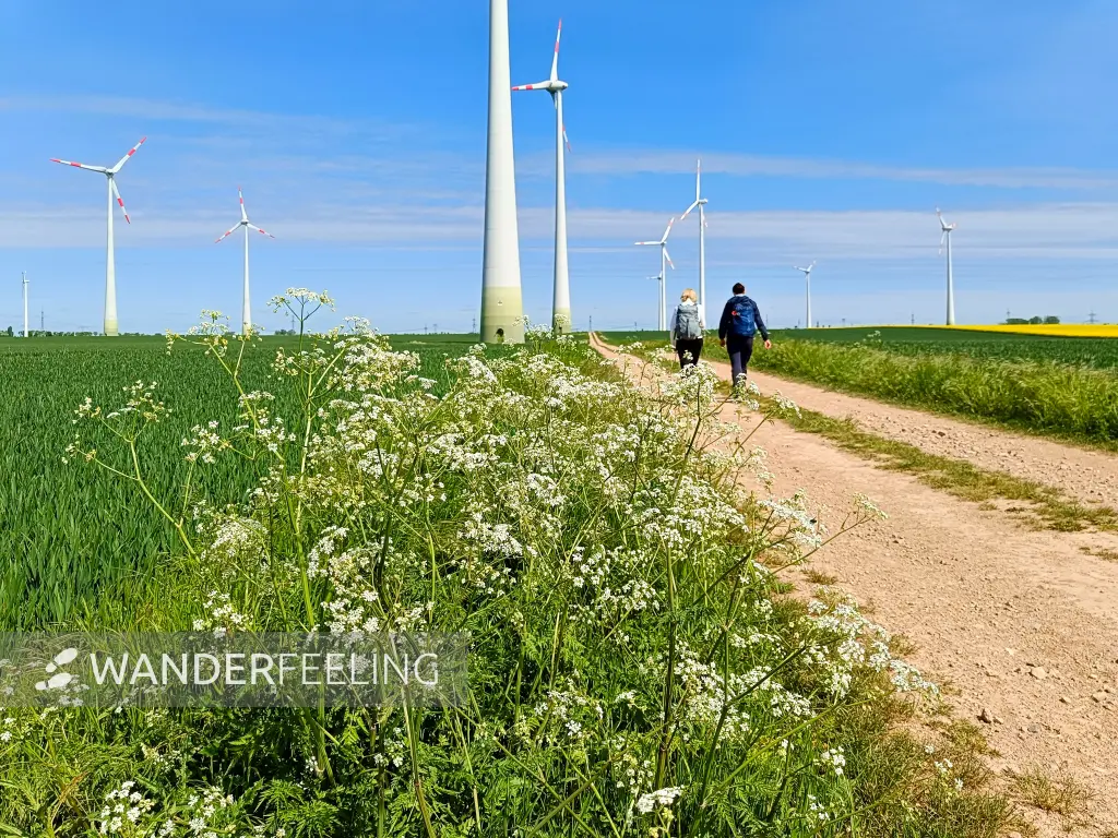 202505030-30 - Windräder bei Markee, Havelland, Brandenburg, Deutschland