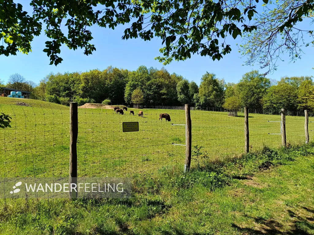 202604230-35 - Wisent-Gehege im Düsseltal, Bergisches Land, Nordrhein-Westfalen, Deutschland