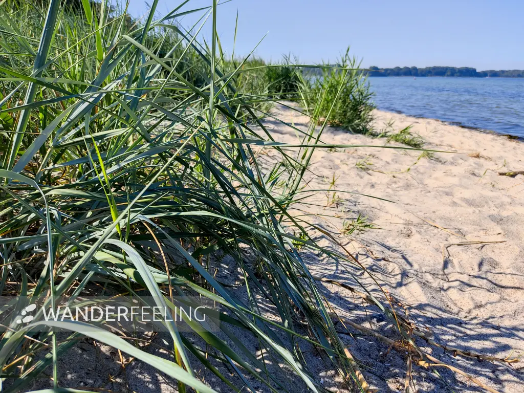 202309060-06 - Wismarer Bucht bei Zierow, Mecklenburgische Ostseeküste, Mecklenburg-Vorpommern, Deutschland