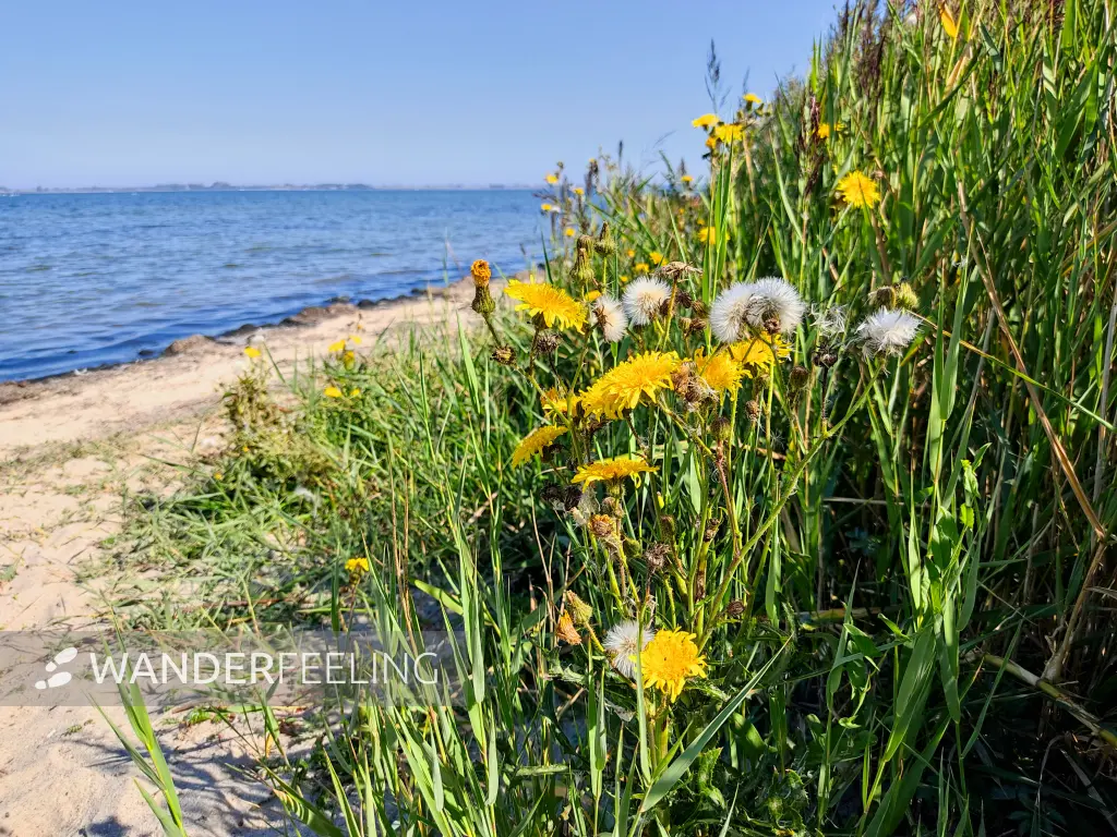202309060-07 - Wismarer Bucht bei Zierow, Mecklenburgische Ostseeküste, Mecklenburg-Vorpommern, Deutschland