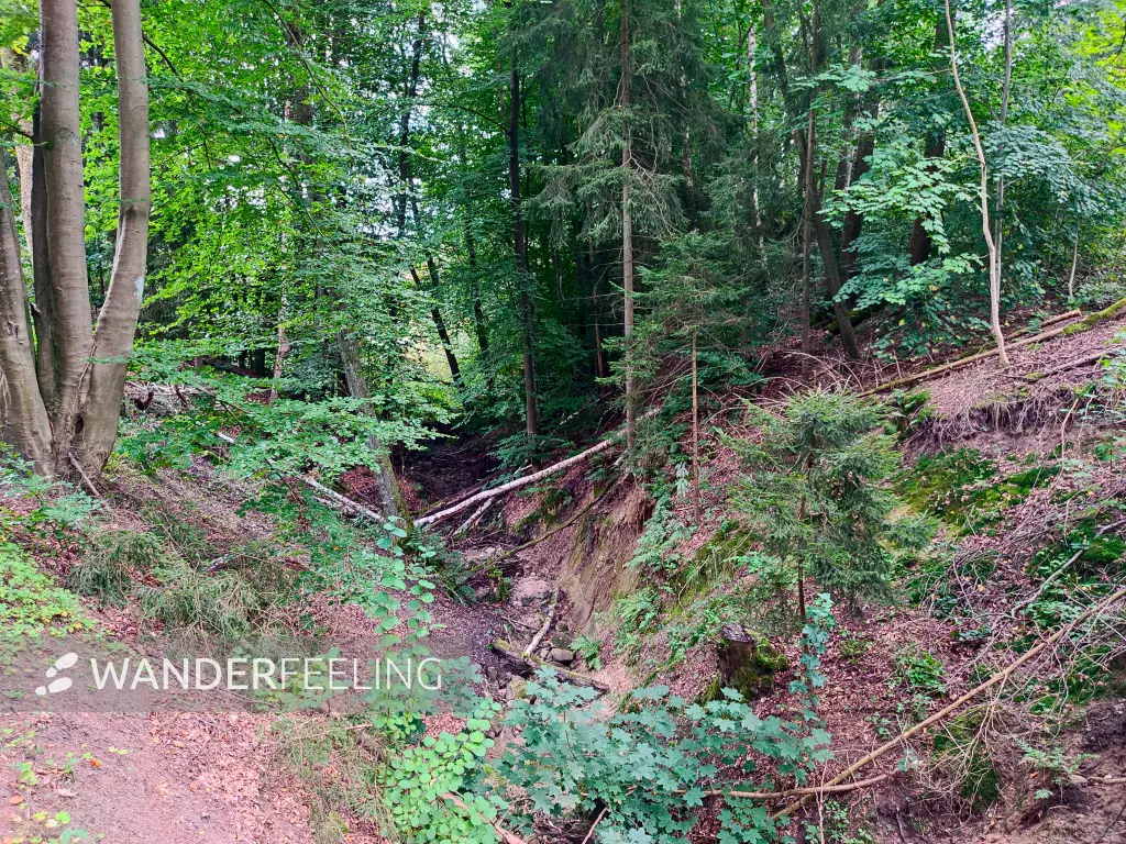 202309230-25 - Wolfsschlucht bei Reinbek, Herzogtum Lauenburg und Stormarn, Schleswig-Holstein, Deutschland