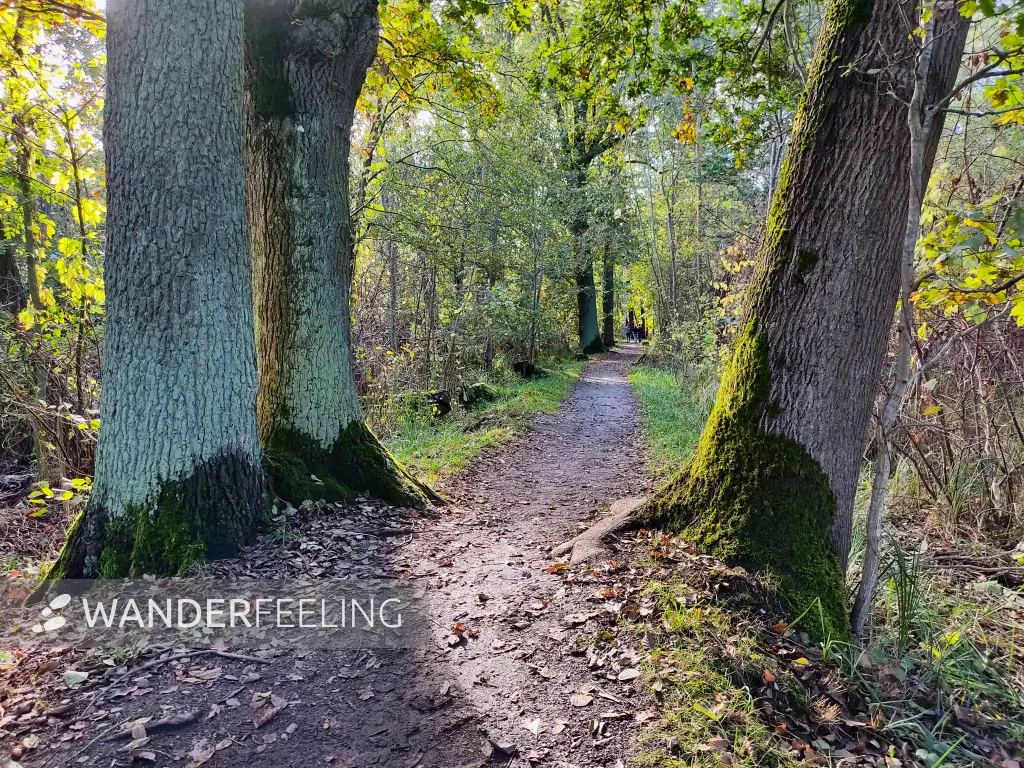 202310230-09 - Wotschofskaweg bei Lübbenau, Spreewald, Brandenburg, Deutschland