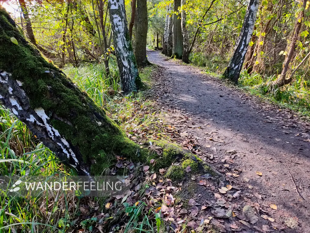202310230-10 - Wotschofskaweg bei Lübbenau, Spreewald, Brandenburg, Deutschland
