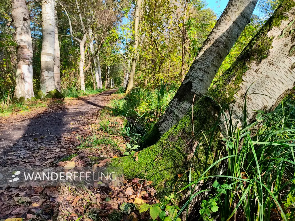 202310230-13 - Wotschofskaweg bei Lübbenau, Spreewald, Brandenburg, Deutschland