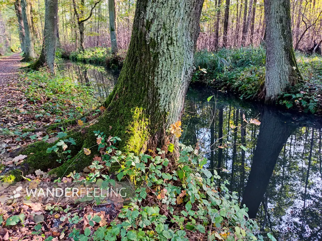 202310230-17 - Wotschofskaweg bei Lübbenau, Spreewald, Brandenburg, Deutschland
