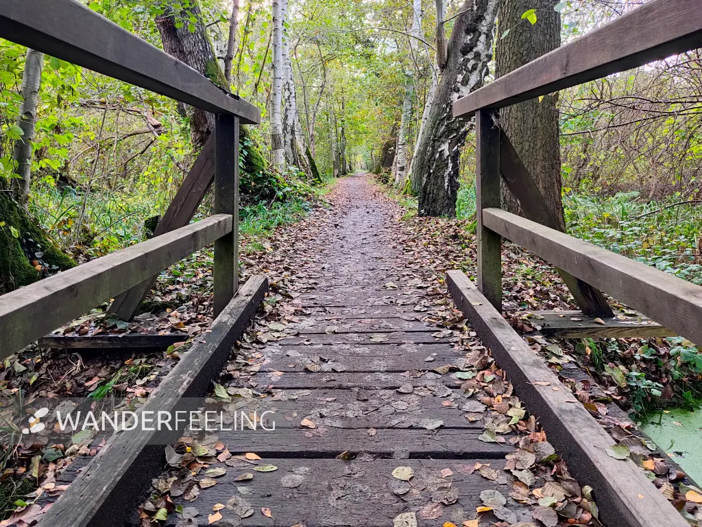202310230-29 - Wotschofskaweg bei Lübbenau, Spreewald, Brandenburg, Deutschland