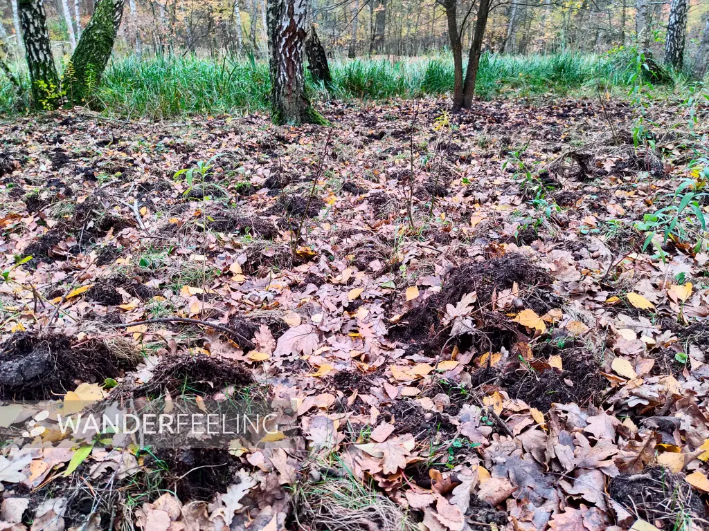 202311180-21 - Wühlspuren von Wildschweinen im Spandauer Forst, Berlin, Deutschland