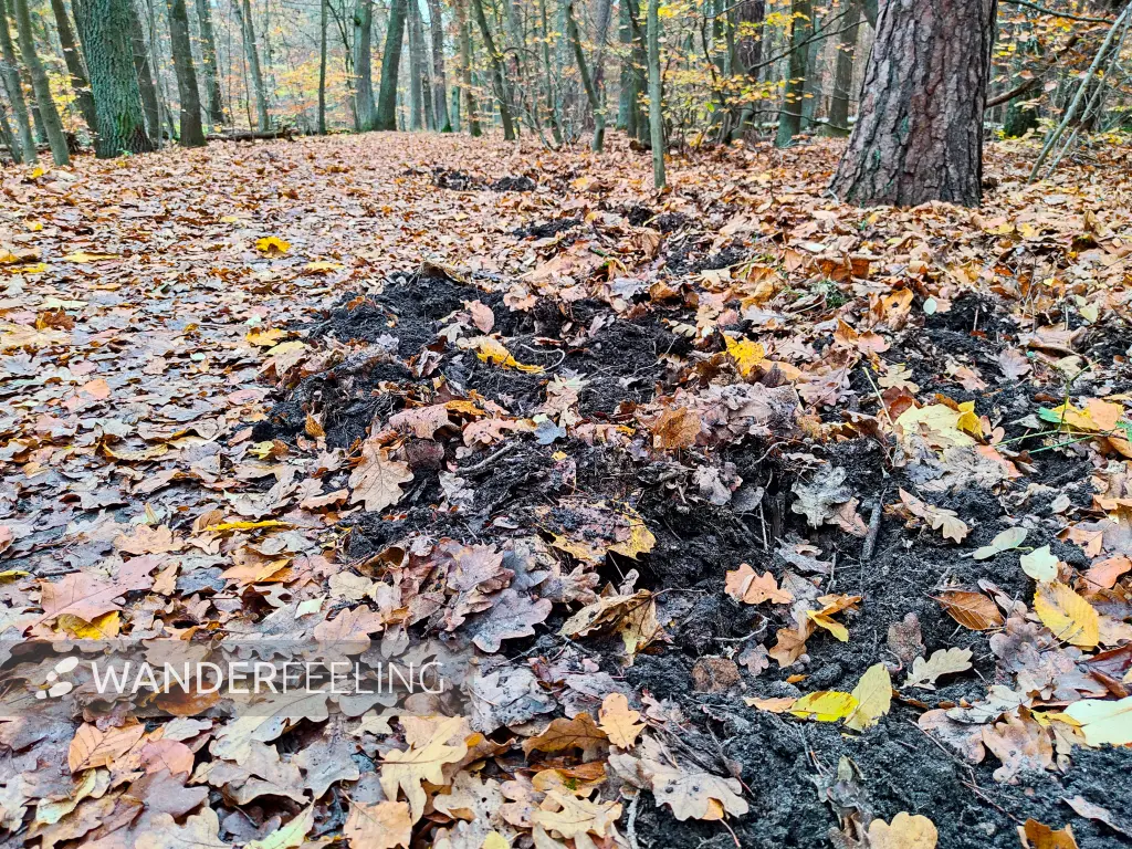 202311180-26 - Wühlspuren von Wildschweinen im Spandauer Forst, Berlin, Deutschland