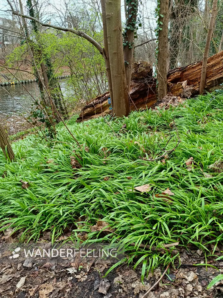 202604040-01 - Wunderlauch am Teltowkanal in Steglitz, Berlin, Deutschland