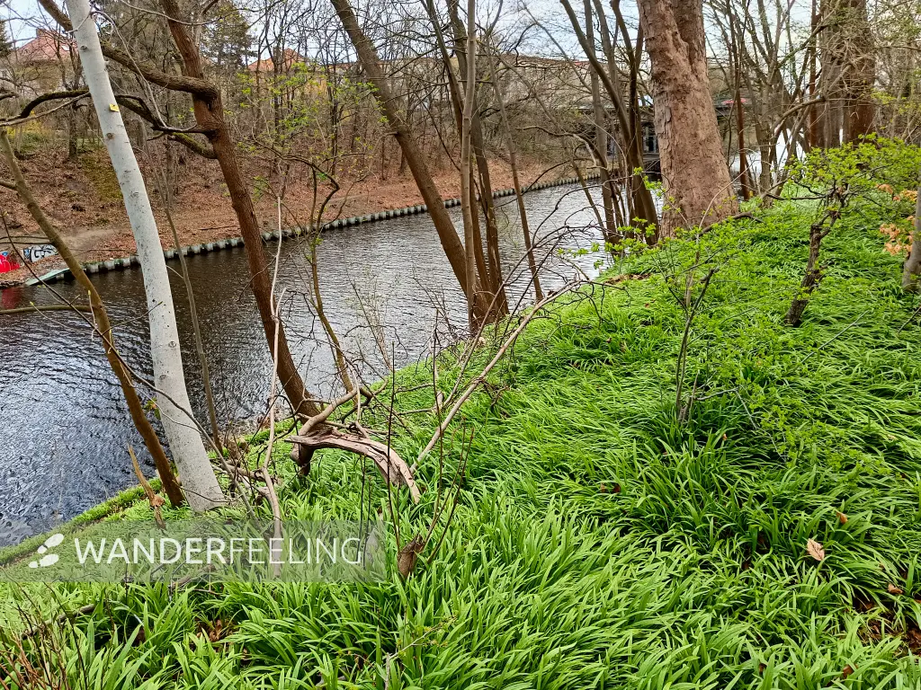 202604040-02 - Wunderlauch am Teltowkanal in Steglitz, Berlin, Deutschland