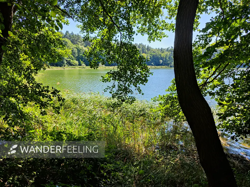202309040-20 - Wutzsee bei Lindow, Ruppiner Seenland, Brandenburg, Deutschland