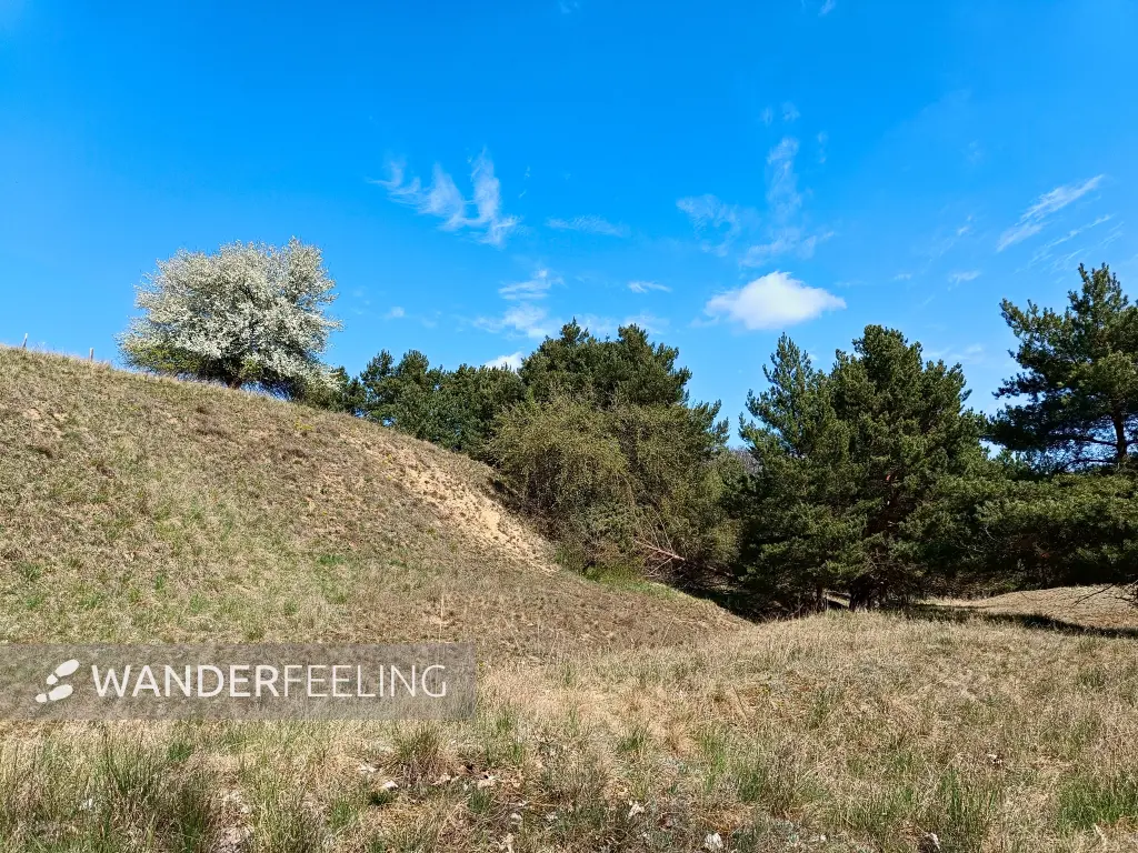 202604150-18 - Zeisigberg bei Wuhden, Seenland Oder-Spree, Brandenburg, Deutschland