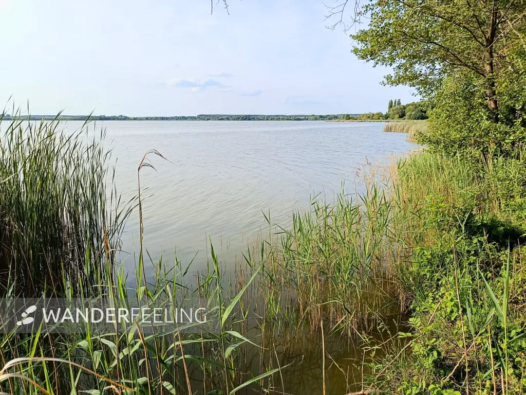 202506030-31 - Zierker See bei Neustrelitz, Mecklenburgische Seenplatte, Mecklenburg-Vorpommern, Deutschland