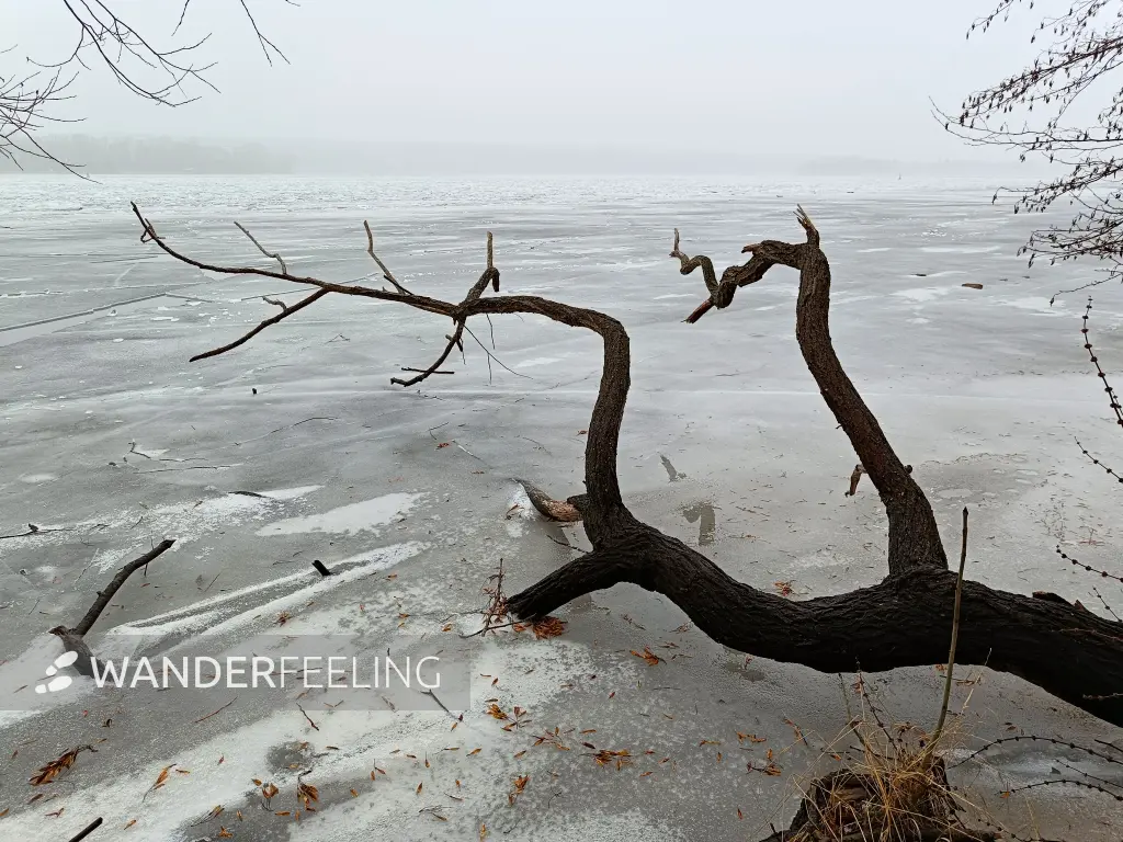 202602070-21 - Zugefrorene Havel bei Sacrow, Potsdam, Brandenburg, Deutschland