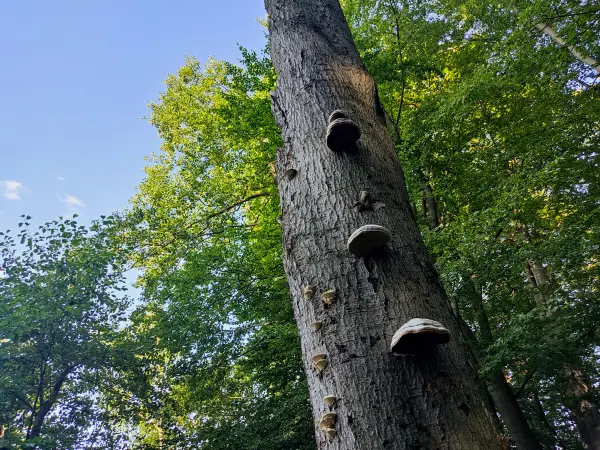 202309110-22 - Abgestorbener Baum am Peetschsee bei Neuglobsow, Ruppiner Seenland, Brandenburg, Deutschland