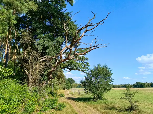202508200-20 - Absterbende Eiche am Teufelsbruch im Müritz-Nationalpark, Mecklenburgische Seenplatte, Mecklenburg-Vorpommern, Deutschland