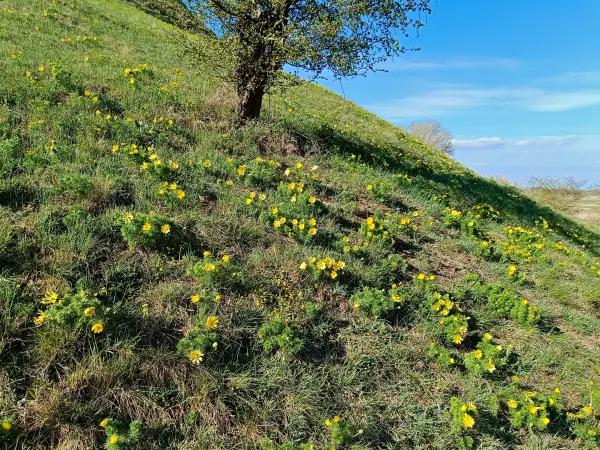 202604150-39 - Adonisröschen an den Pontischen Hängen bei Lebus, Seenland Oder-Spree, Brandenburg, Deutschland