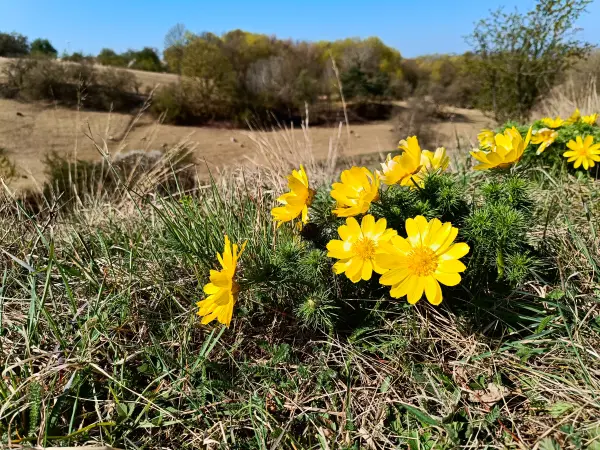 202604150-03 - Adonisröschen in der Priesterschlucht bei Podelzig, Seenland Oder-Spree, Brandenburg, Deutschland
