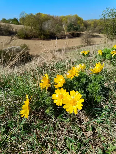 202604150-04 - Adonisröschen in der Priesterschlucht bei Podelzig, Seenland Oder-Spree, Brandenburg, Deutschland