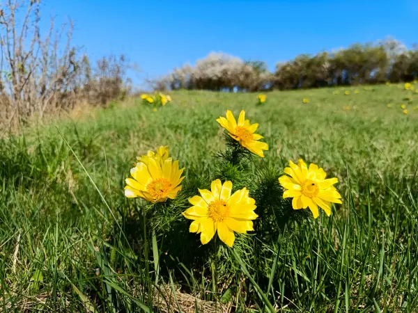 202604150-05 - Adonisröschen in der Priesterschlucht bei Podelzig, Seenland Oder-Spree, Brandenburg, Deutschland