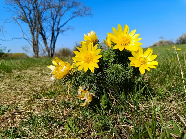 202604150-06 - Adonisröschen in der Priesterschlucht bei Podelzig, Seenland Oder-Spree, Brandenburg, Deutschland