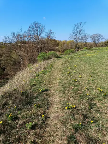 202604150-07 - Adonisröschen in der Priesterschlucht bei Podelzig, Seenland Oder-Spree, Brandenburg, Deutschland