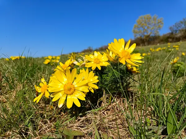 202604150-08 - Adonisröschen in der Priesterschlucht bei Podelzig, Seenland Oder-Spree, Brandenburg, Deutschland