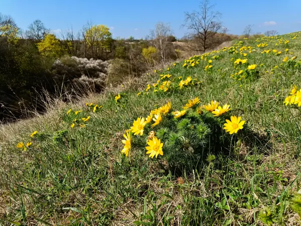 202604150-09 - Adonisröschen in der Priesterschlucht bei Podelzig, Seenland Oder-Spree, Brandenburg, Deutschland