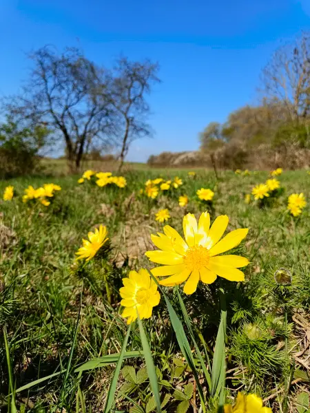 202604150-11 - Adonisröschen in der Priesterschlucht bei Podelzig, Seenland Oder-Spree, Brandenburg, Deutschland