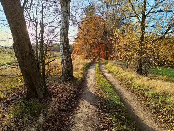 202511040-19 - Allee bei Carpin, Mecklenburgische Seenplatte, Mecklenburg-Vorpommern, Deutschland