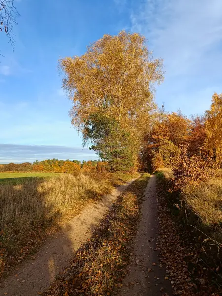 202511040-20 - Allee bei Carpin, Mecklenburgische Seenplatte, Mecklenburg-Vorpommern, Deutschland