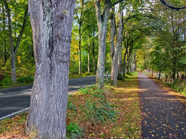 202310250-25 - Allee bei Emstal, Fläming, Brandenburg, Deutschland