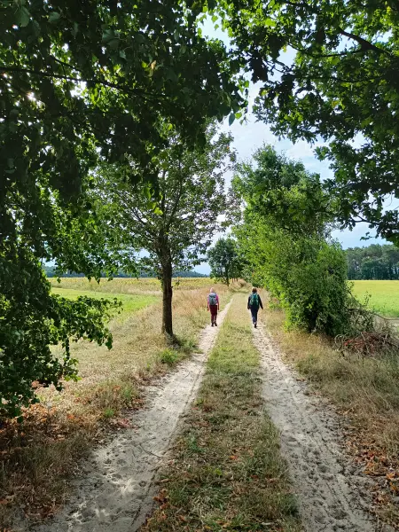202609040-02 - Allee bei Fresdorf, Fläming, Brandenburg, Deutschland