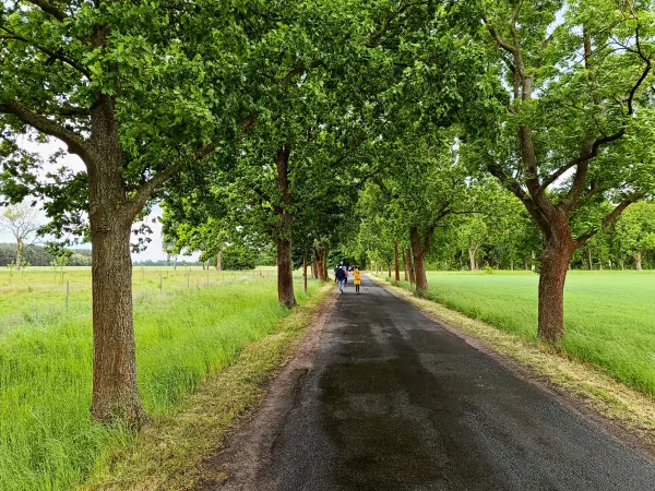202505170-21 - Allee bei Görsdorf-Busch, Seenland Oder-Spree, Brandenburg, Deutschland