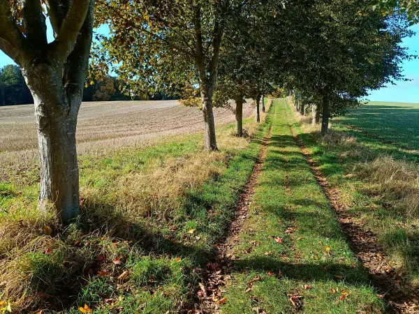 202510130-13 - Allee bei Krakow am See, Mecklenburgische Seenplatte, Mecklenburg-Vorpommern, Deutschland