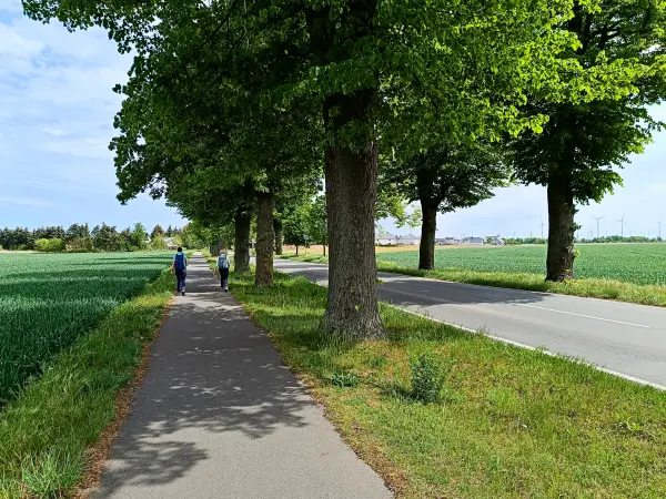 202505030-33 - Allee bei Nauen, Havelland, Brandenburg, Deutschland