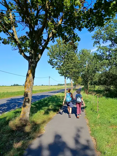 202508160-25 - Allee bei Röddelin, Uckermark, Brandenburg, Deutschland